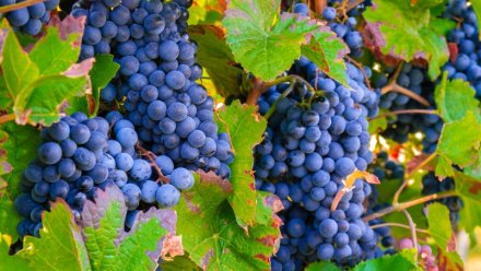 Боливия начнет выращивать виноград в Крыму