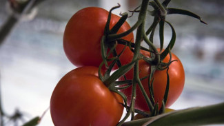 Урожай овощей в Крыму вырос на 43%
