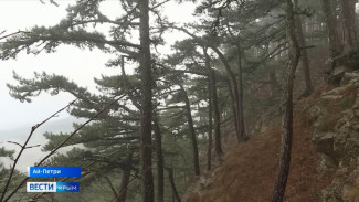 В крымских заповедниках зимой подкармливают диких животных