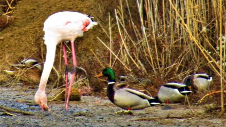 Розовые фламинго стали чаще прилетать в Крым