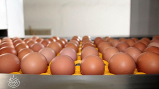 В Крыму произведено более 240 млн штук куриных яиц