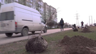 Около тысячи деревьев высадят на улицах Симферополя до конца года