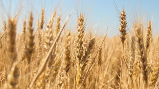 Власти Крыма выделят 160 млн рублей на поддержку аграриев, пострадавших от засухи