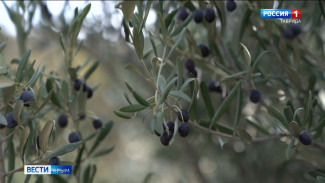 Крымские оливки будут бороться за звание «Вкус России»