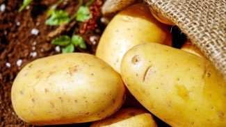 В  Крыму собрали собрали 55 тысяч тонн картофеля 