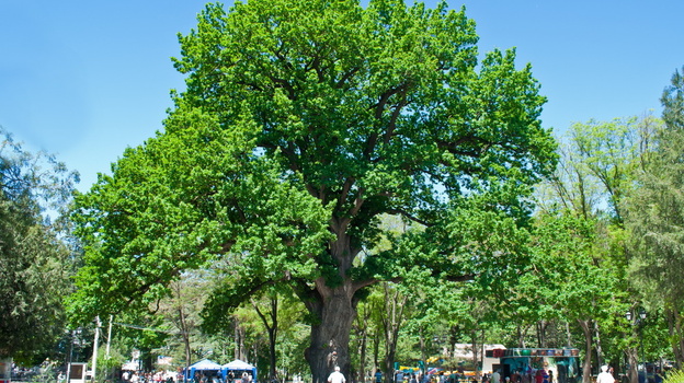 600-летний дуб спасают от усыхания в Детском парке Симферополя
