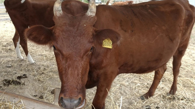 Редкую породу коров завезли в Крым