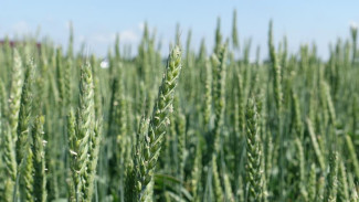 В Крыму начнут сбор урожая зерновых