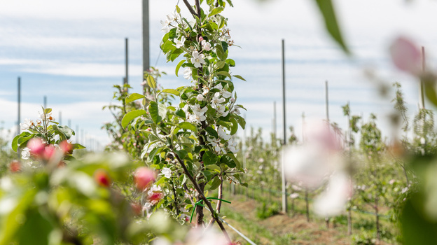 В Крыму расцвел экспериментальный яблоневый сад КФУ  