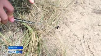 Смертельно опасный паук активизировался в Крыму