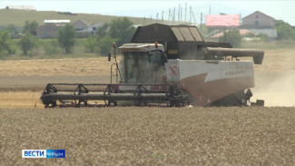 Богатый урожай зерна вырастили в Крыму