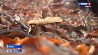 Конец ноября и декабрь в Крыму стали настоящим подарком для грибников