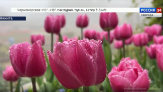 Парад тюльпанов стартовал в Никитском ботаническом саду