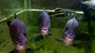 Более 500 экзотических рыб погибло в аквариуме-музее в Севастополе из-за подтопления