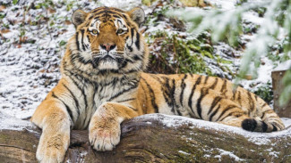 На территории Крыма потерялся амурский тигр