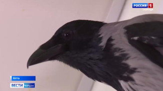 Вести Крым навестили «гавкающую» ворону в Крыму
