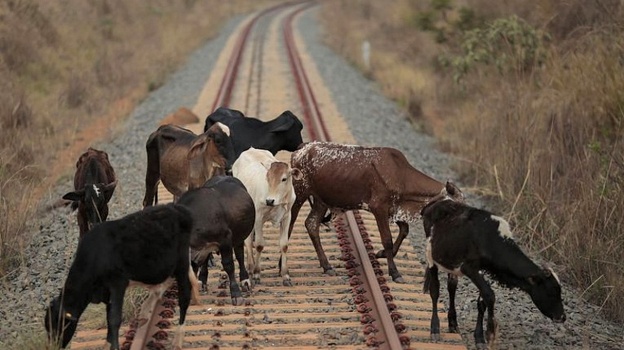 В Керчи участились случаи выпаса скота вблизи железной дороги