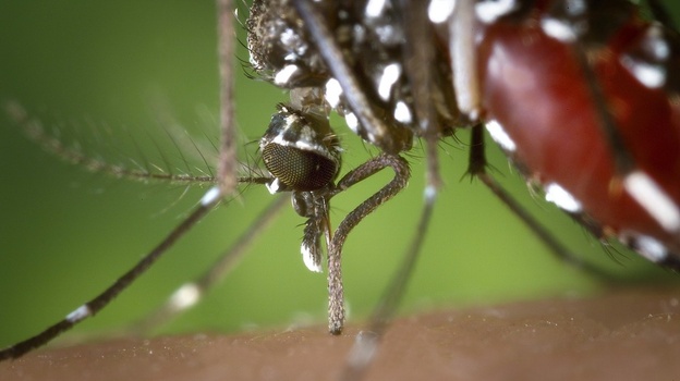 Крымчанам угрожают новые виды комаров
