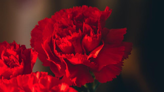 В Крыму стартовала Всероссийская благотворительная акция Красная гвоздика