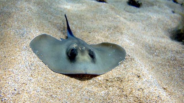 Морской кот ранил туриста на пляже