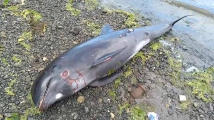 На берегах Крыма находят мертвых дельфинов