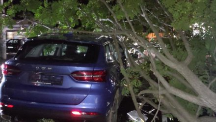 В Ялте дерево упало на машину из-за шторма