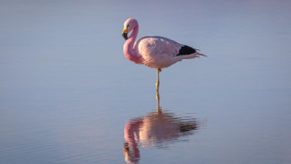 Розовые фламинго прилетели на остров Тузла