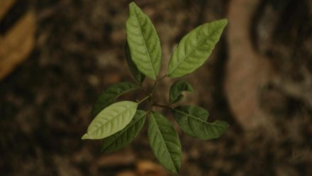 Осенью в Крыму высадят более 700 тысяч деревьев