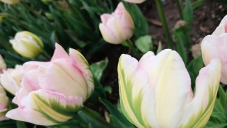 В Никитском ботаническом саду выбрали «генерала» Парада тюльпанов