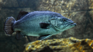 Можно ли ловить рыбу в Сивашском заливе - власти