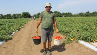 Более 140 тысяч тонн овощей планируют собрать в Крыму