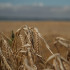 Больше 170 тыс тонн крымской пшеницы прошли госмониторинг качества