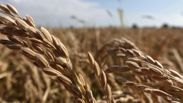 20 тысяч тонн риса планируют собрать в Крыму