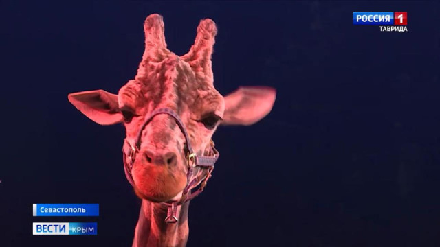 Жираф шоу в цирке Севастополя