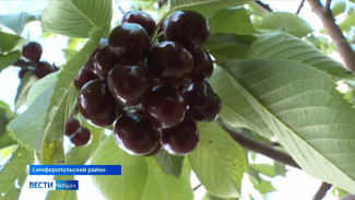 В Крыму появятся новые сады черешни, сливы и персика