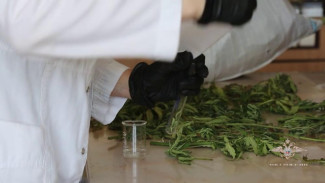 Крымчанин выращивал коноплю среди бахчевых культур