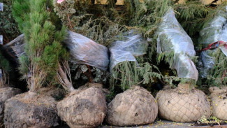 В Ялте высадят больше 1000 саженцев деревьев и кустарников