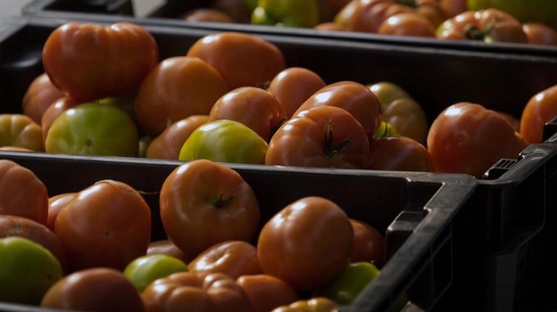 Более 700 тонн помидоров собрали в Крыму