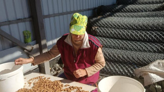 Крымские фермеры начали собирать миндаль