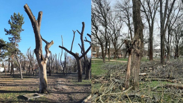 Прокуратура начала проверку после массовой обрезки деревьев в Симферополе