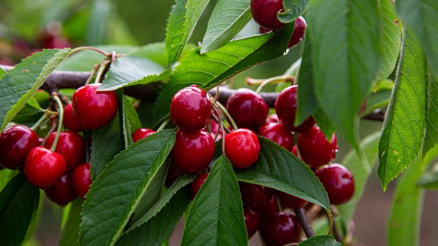 Учёный оценил урожай плодовых культур в Крыму