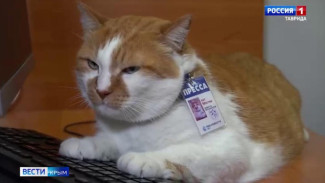 У символа строительства Крымского моста — кота Мостика — юбилей