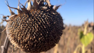 1700 тонн семян подсолнечника нового урожая намолотили в Крыму