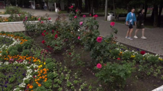 2500 летних цветов высадили в Детском парке Симферополя (ВИДЕО)