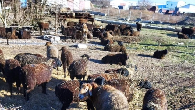 Уникальная мясная порода овец появилась в Крыму