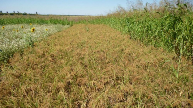 Крымские учёные нашли способ повышения плодородия почвы
