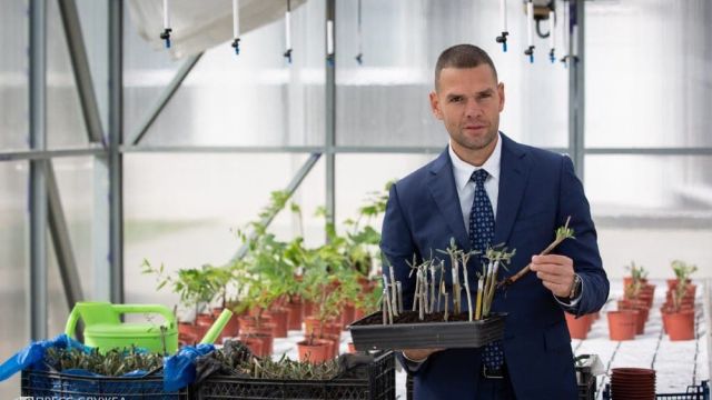Лох поможет крымской оливе пережить суровую зиму