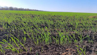Сельхозпредприятия Крыма на 90% обеспечены удобрениями