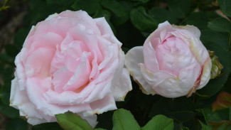 Цветут более 200 дней: Никитский ботанический сад представил новые сорта роз
