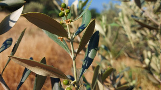 В экспериментальном саду крымских ученых на ЮБК завязались плоды инжира и оливы